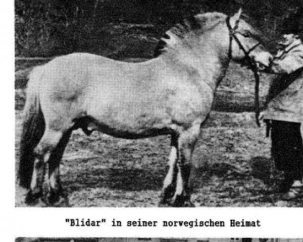 Deckhengst Blidar N.1130 (Fjordpferd, 1939, von Porat N.923)