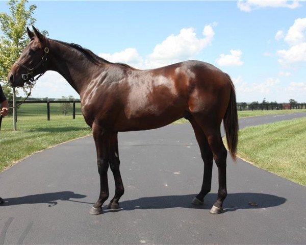 horse First Degree xx (Thoroughbred, 2017, from Bernardini xx)