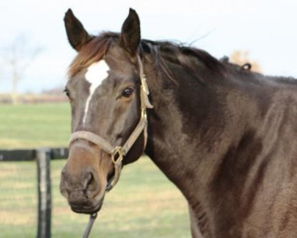 broodmare Dancing Flame xx (Thoroughbred, 2006, from Seeking the Gold xx)