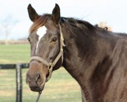 broodmare Dancing Flame xx (Thoroughbred, 2006, from Seeking the Gold xx)