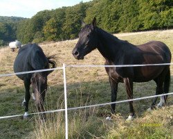 broodmare Lily Vanilli (Hanoverian, 1987, from Lehnsherr)