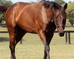 broodmare Tasunke xx (Thoroughbred, 2012, from Indian Charlie xx)