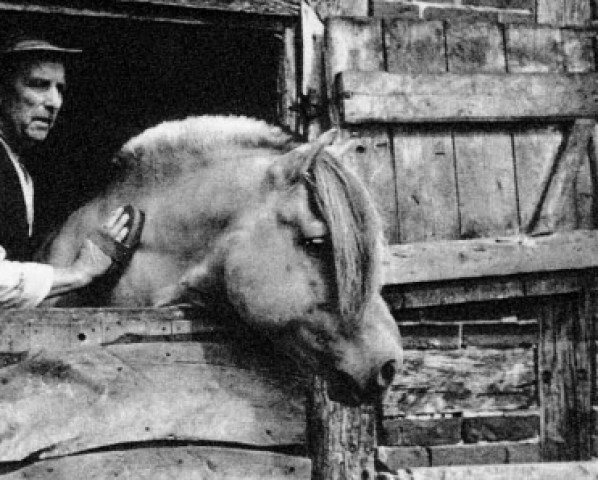 stallion Gulden Ha 548 (Fjord Horse, 1945, from Gubben Vendelbo)