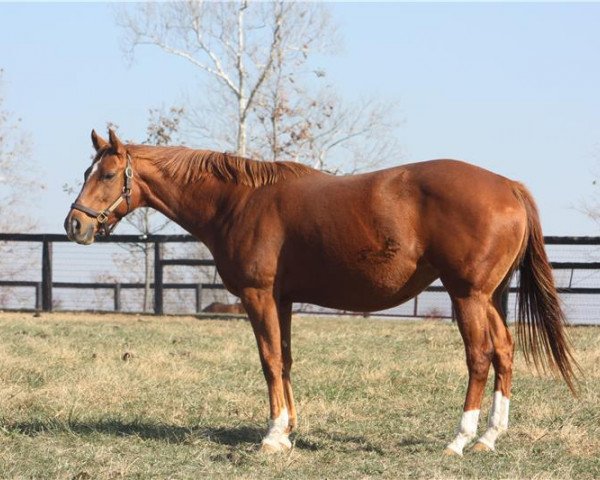 broodmare Private Ensign xx (Thoroughbred, 2010, from A. P. Indy xx)