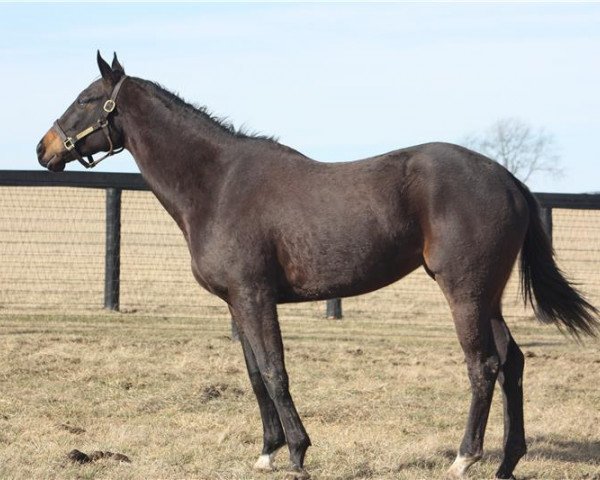 broodmare My Sugar xx (Thoroughbred, 2014, from Congrats xx)