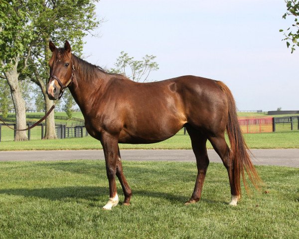 broodmare Heavenly Cat xx (Thoroughbred, 1997, from Tabasco Cat xx)