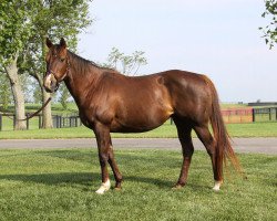 broodmare Heavenly Cat xx (Thoroughbred, 1997, from Tabasco Cat xx)