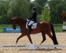 dressage horse Finley 82 (Westphalian, 2010, from Florenciano 6)