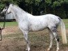 broodmare Chica P (Mecklenburg, 2008, from Callado 2)