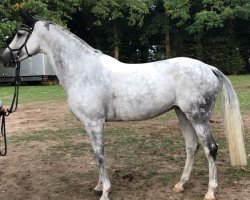 broodmare Chica P (Mecklenburg, 2008, from Callado 2)