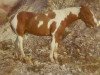 broodmare Calico Hancock (Paint Horse, 1955, from Ranger Hancock)