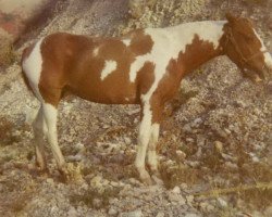 Zuchtstute Calico Hancock (Paint Horse, 1955, von Ranger Hancock)