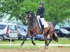 dressage horse Ratandro (German Warmblood, 2006, from Rejoice)