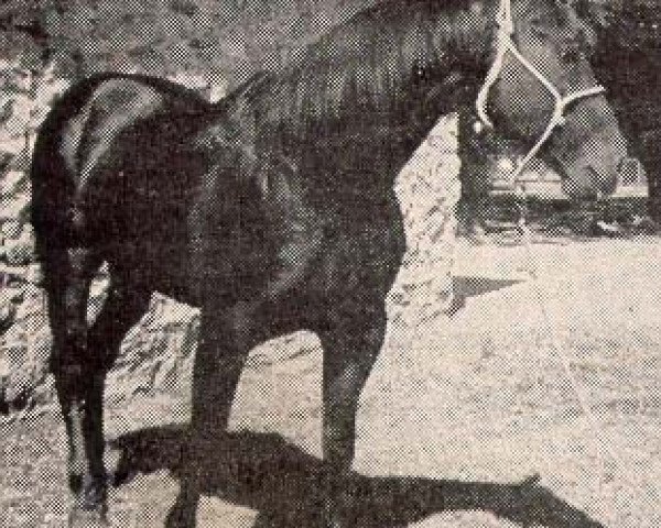 Deckhengst Red Rattler (Quarter Horse, 1944, von Old Sorrel)