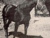 stallion Red Rattler (Quarter Horse, 1944, from Old Sorrel)