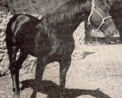 stallion Red Rattler (Quarter Horse, 1944, from Old Sorrel)