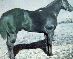 stallion Bee Play (Quarter Horse, 1955, from Band Play)