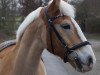 dressage horse Sunny (Haflinger, 2006, from Steinway (1,57% ox))