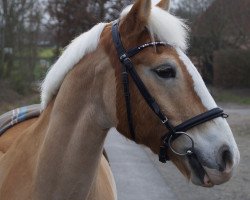 dressage horse Sunny (Haflinger, 2006, from Steinway (1,57% ox))
