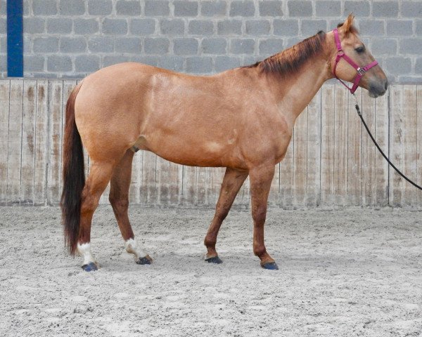 Pferd Ernie (Quarter Horse, 2012, von Hes A Steppin Jac)