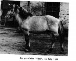 horse Udal Ha 511 (Fjord Horse, 1942)