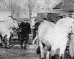 stallion Lauparen (Fjord Horse, 1950, from Ulabrand N.1380)