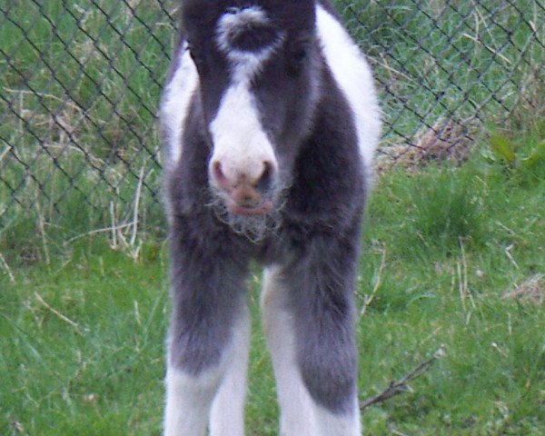 Dressurpferd Uma von der Malchower Aue (Shetland Pony, 2014, von Putz)