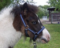 horse Kobold von der Malchower Aue (Shetland Pony, 2014, from Kwintus van Stal Geerhof)