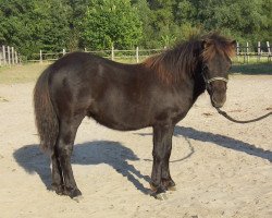 horse Pinabella von der Malchower Aue (Shetland Pony, 2018, from Alquin van't Heut)