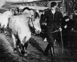 stallion Hagen Ha 556 (Fjord Horse,  , from Hilmar FHJ 190)