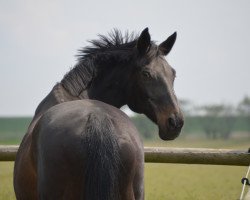 broodmare Bella Sharon (Oldenburg, 1998, from Charon)