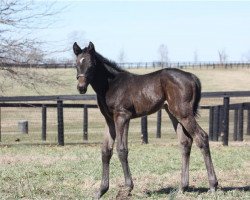 horse Hengst von Midnight Storm xx (Thoroughbred, 2019, from Midnight Storm xx)