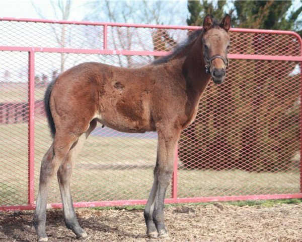 horse Stute von Uncle Mo xx (Thoroughbred, 2019, from Uncle Mo xx)