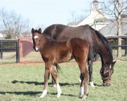 horse Hengst von Street Sense xx (Thoroughbred, 2019, from Street Sense xx)