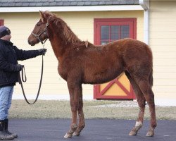 horse Stute von California Chrome xx (Thoroughbred, 2018, from California Chrome xx)