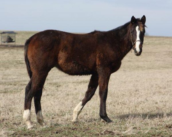 horse Hengst von Mshawish / Queenofperfection (Thoroughbred, 2018, from Mshawish xx)