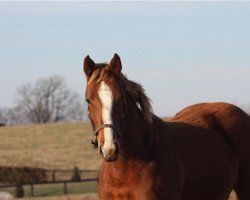 Pferd Stute von Curlin xx (Englisches Vollblut, 2018, von Curlin xx)