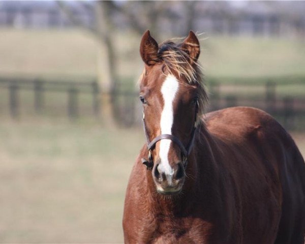 horse Stute von Will Take Charge xx (Thoroughbred, 2018, from Will Take Charge xx)