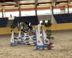 jumper CK one (German Sport Horse, 2015, from Conturio)