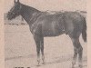 stallion Jeep B (Quarter Horse, 1942, from Clabber)