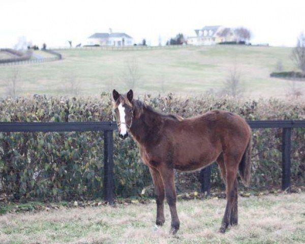 horse Stute von Mshawish xx (Thoroughbred, 2018, from Mshawish xx)