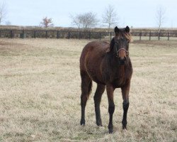 horse Stute von Bayern xx (Thoroughbred, 2018, from Bayern xx)