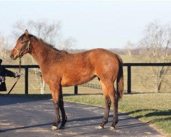 broodmare Emma Rose xx (Thoroughbred, 2017, from Bernardini xx)