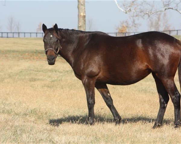 broodmare Carmel Beauty xx (Thoroughbred, 2010, from Arch xx)