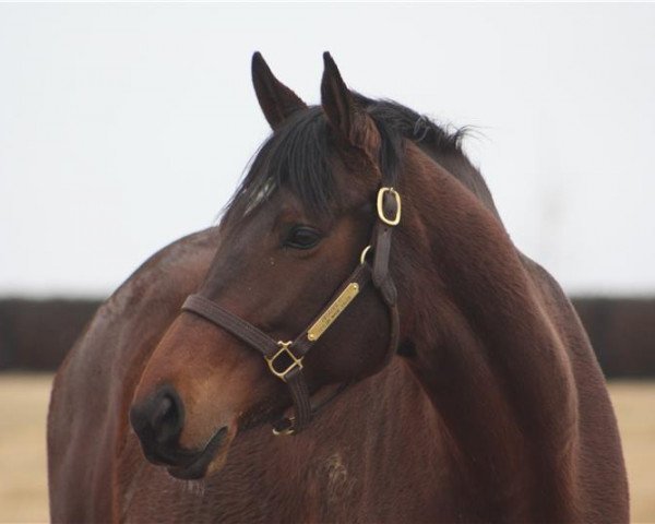 broodmare Brabble xx (Thoroughbred, 2013, from Bernardini xx)