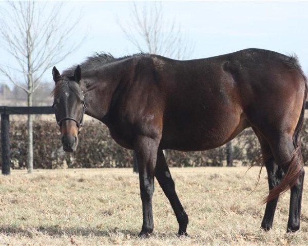 broodmare Better Not Blink xx (Thoroughbred, 2013, from Hard Spun xx)