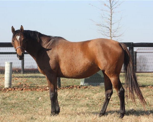 broodmare Artemis xx (Thoroughbred, 2011, from Empire Maker xx)