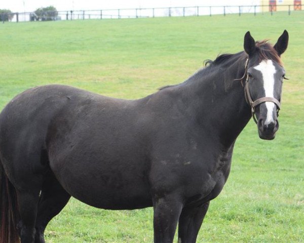 broodmare Alaura Michele xx (Thoroughbred, 2009, from Arch xx)