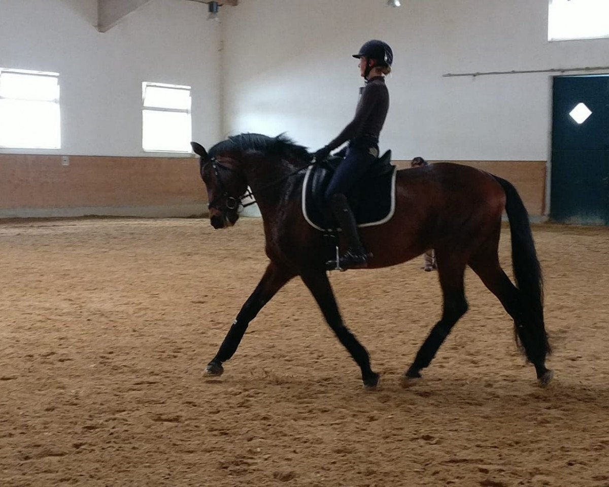 dressage horse Ivanhoe Go (Trakehner, 2003, from Hofrat)