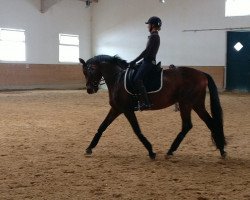 dressage horse Ivanhoe Go (Trakehner, 2003, from Hofrat)